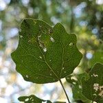 Populus × canescens Ліст