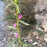 Misopates orontium 花