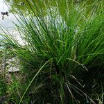 Carex paniculata ശീലം