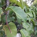 Passiflora laurifolia Leaf