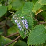 Plectranthus fruticosus Blüte