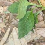 Crassocephalum crepidioides Blatt