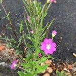 Epilobium hirsutumফুল