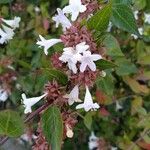 Abelia × grandifloraŽiedas