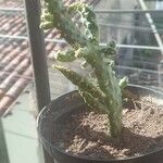 Opuntia tuna Leht