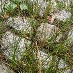 Juncus tenuis Habitat