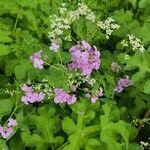 Hesperis matronalisFlower