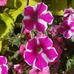 Petunia × atkinsiana Flower