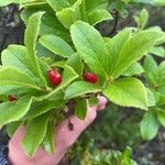 Vaccinium calycinum Leaf