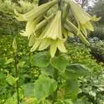 Cardiocrinum giganteum Virág