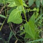 Scutellaria lateriflora Flower