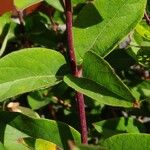 Lonicera tatarica Blatt