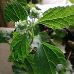 Stevia rebaudiana പുഷ്പം