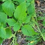 Physalis heterophylla Foglia