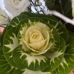 Brassica oleracea पत्ता