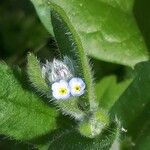 Myosotis arvensis Blomma