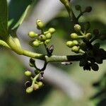Monimia rotundifolia Цвят