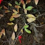 Vaccinium arboreum Leaf