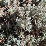 Teucrium polium 葉