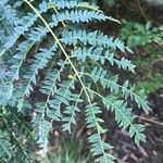 Albizia harveyi Leaf