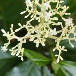 Psychotria carthagenensis Flower