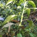 Persicaria senegalensis Other