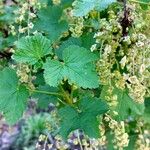 Ribes rubrum Feuille