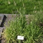 Lagurus ovatus Fleur