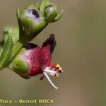 Scrophularia provincialis Kvet