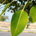 Ficus cordata Hoja