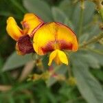 Cajanus cajan Floare