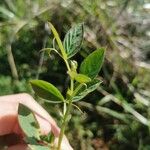 Vicia bithynica Blad