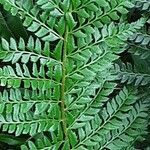 Polystichum aculeatum Blad