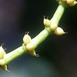 Gnetum gnemon Kvet