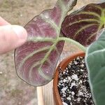 Alocasia reginula Leaf