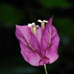 Bougainvillea spectabilis 花