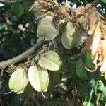 Melianthus villosus অন্যান্য