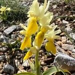 Orchis pauciflora Flower