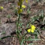 Erysimum diffusum عادت داشتن