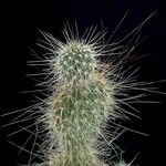 Opuntia polyacantha 葉