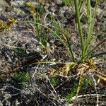 Carex arenaria Foglia