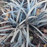 Ophiopogon planiscapus Ліст