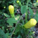 Aureolaria grandiflora Плод