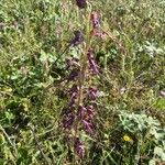 Himantoglossum adriaticum Flower