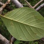 Strophanthus eminii Blatt