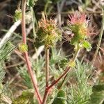 Acalypha monostachya Buveinė