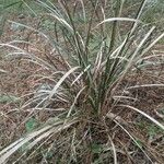 Lomandra longifolia Hoja