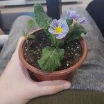 Primula vulgarisЦветок