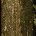 Eschweilera congestiflora Corteza