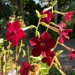 Nicotiana × sanderi Λουλούδι